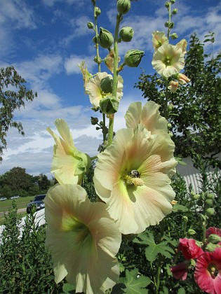 Stockros  
                                 
2016-07-18 Stockros_0033  
Granudden  
Färjestaden  
Öland