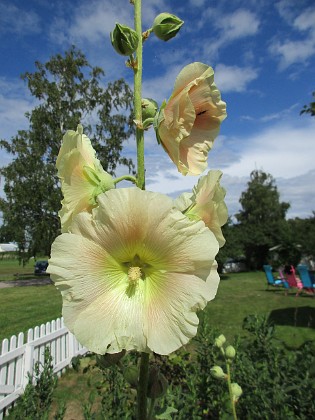 Stockros  
                                 
2016-07-18 Stockros_0035  
Granudden  
Färjestaden  
Öland