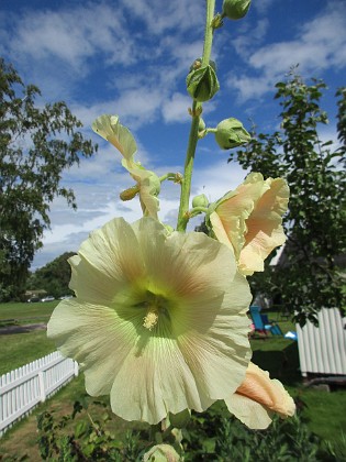 Stockros  
                                 
2016-07-18 Stockros_0036  
Granudden  
Färjestaden  
Öland