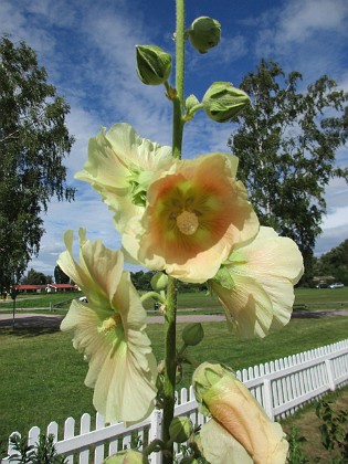 Stockros  
                                 
2016-07-18 Stockros_0037  
Granudden  
Färjestaden  
Öland