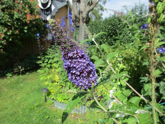 Syrenbuddleja {  } 