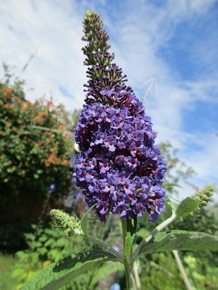 Syrenbuddleja