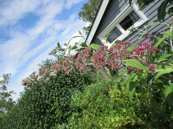 Syrenbuddleja