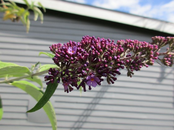 Syrenbuddleja