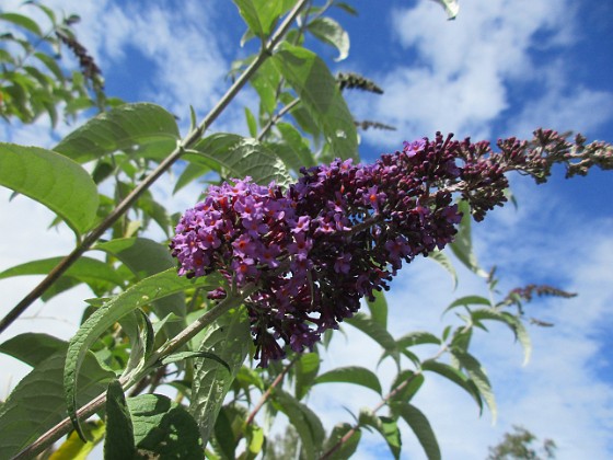 Syrenbuddleja