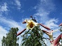 Basunlilja  
                                 
2016-07-18 Basunlilja_0021