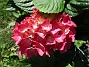 Hortensia  
                                 
2016-07-18 Hortensia_0027