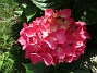 Hortensia  
                                 
2016-07-18 Hortensia_0055