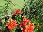 Liljor  
                                 
2016-07-18 Liljor_0005