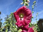 Stockros  
                                 
2016-07-18 Stockros_0020 (2)