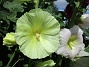 Stockros  
                                 
2016-07-18 Stockros_0021