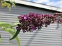 Syrenbuddleja  
                                 
2016-07-18 Syrenbuddleja_0049