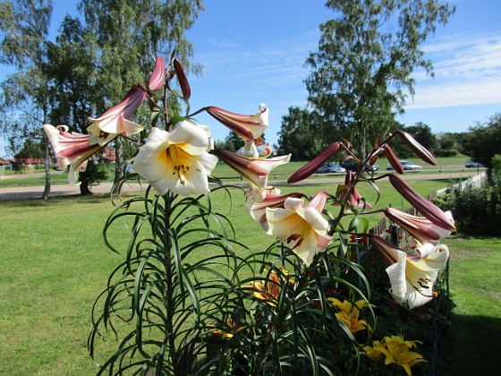 Basunlilja  
                                 
2016-07-22 Basunlilja_0003  
Granudden  
Färjestaden  
Öland