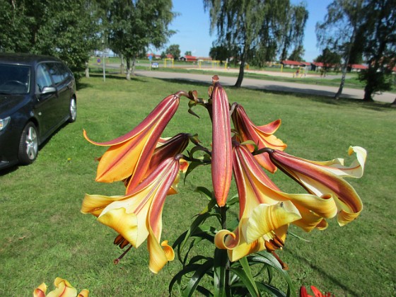 Basunlilja  
                                 
2016-07-22 Basunlilja_0004  
Granudden  
Färjestaden  
Öland