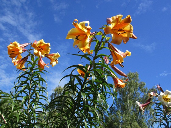 Basunlilja  
                                 
2016-07-22 Basunlilja_0008  
Granudden  
Färjestaden  
Öland