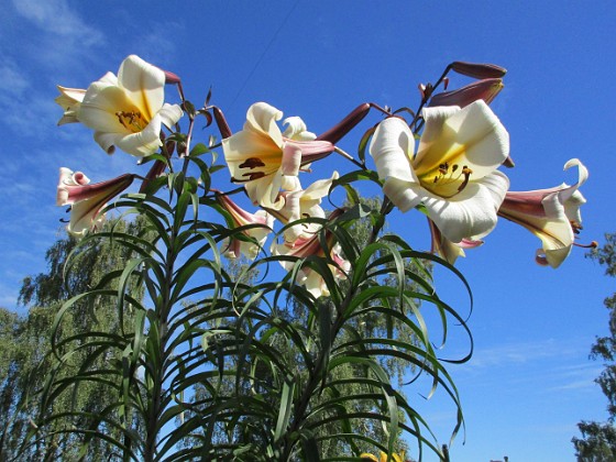 Basunlilja  
                                 
2016-07-22 Basunlilja_0012 (2)  
Granudden  
Färjestaden  
Öland