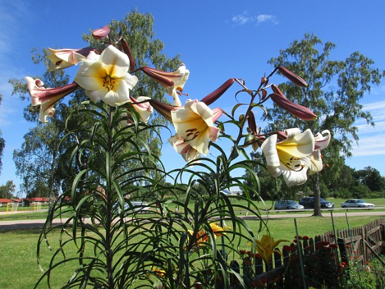 Basunlilja  
                                 
2016-07-22 Basunlilja_0015 (2)  
Granudden  
Färjestaden  
Öland