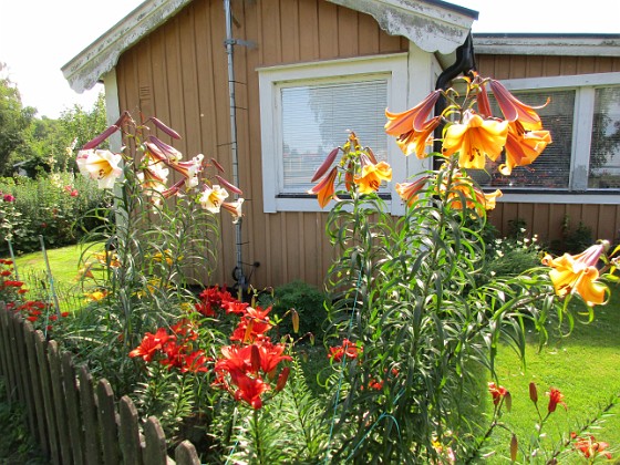 Liljor  
                                 
2016-07-22 Liljor_0001  
Granudden  
Färjestaden  
Öland