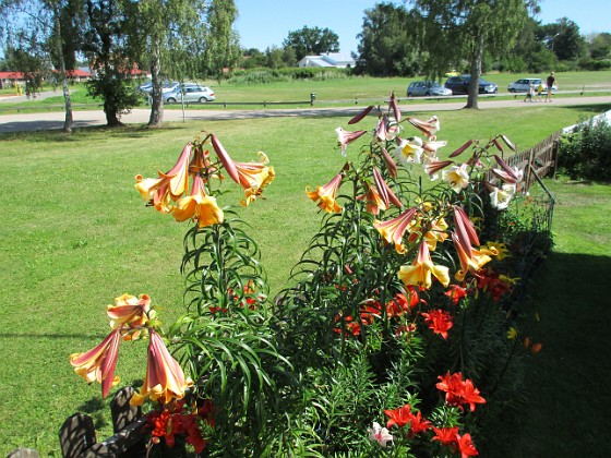 Liljor  
                                 
2016-07-22 Liljor_0016  
Granudden  
Färjestaden  
Öland