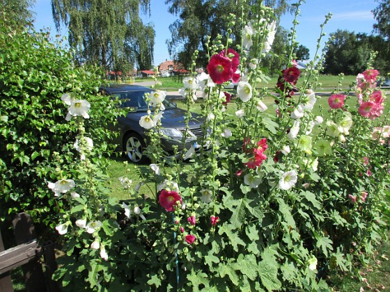 Stockros  
                                 
2016-07-22 Stockros_0017  
Granudden  
Färjestaden  
Öland