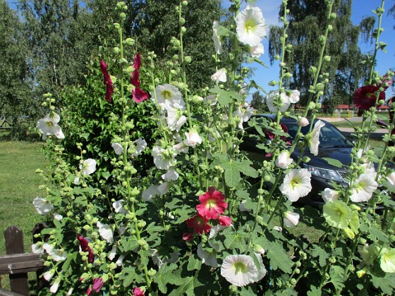 Stockros  
                                 
2016-07-22 Stockros_0018  
Granudden  
Färjestaden  
Öland