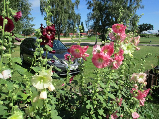 Stockros  
                                 
2016-07-22 Stockros_0019  
Granudden  
Färjestaden  
Öland