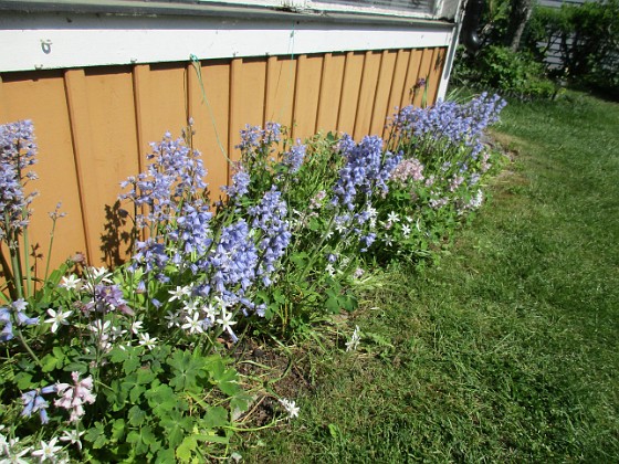                                  
2017-05-27 Klockhyacint  
Granudden  
Färjestaden  
Öland