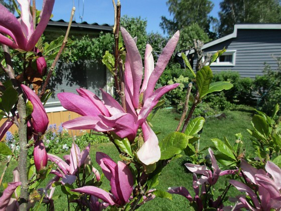 Magnolia  
                                 
2017-05-27 Magnolia 2  
Granudden  
Färjestaden  
Öland