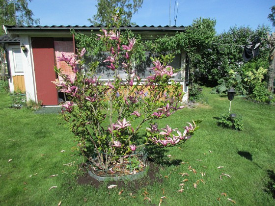 Magnolia  
                                 
2017-05-27 Magnolia 3  
Granudden  
Färjestaden  
Öland