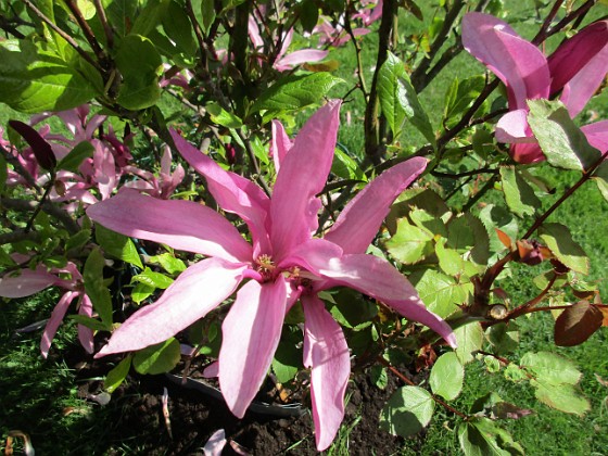 Magnolia  
                                 
2017-05-27 Magnolia 4  
Granudden  
Färjestaden  
Öland