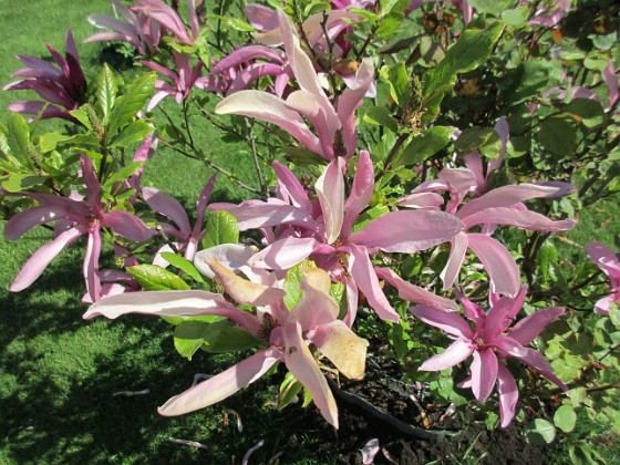 Magnolia  
                                 
2017-05-27 Magnolia 5  
Granudden  
Färjestaden  
Öland