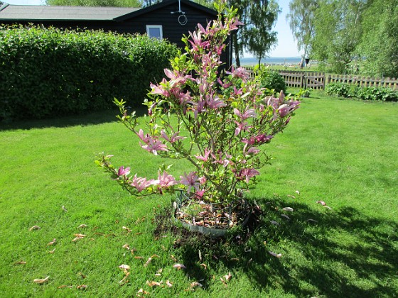                                  
2017-05-27 Magnolia  
Granudden  
Färjestaden  
Öland