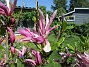 Magnolia  
                                 
2017-05-27 Magnolia 2