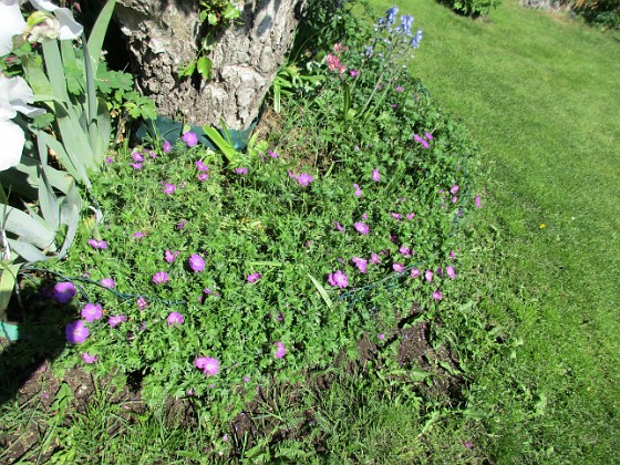 Blodnäva  
                                 
2017-06-06 IMG_0014  
Granudden  
Färjestaden  
Öland