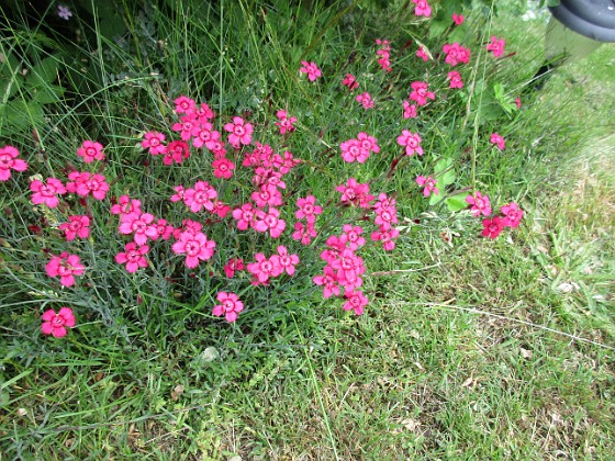                                  
2017-06-22 Backnejlika  
Granudden  
Färjestaden  
Öland