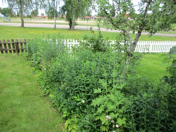 Bakgården  
                                 
2017-06-22 Bakgården 2  
Granudden  
Färjestaden  
Öland