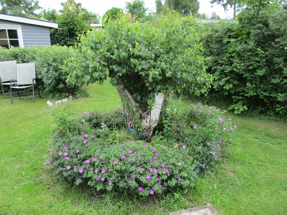                                  
2017-06-22 Björken  
Granudden  
Färjestaden  
Öland