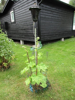 Under kameran ser vi Stockros och i bakgrunden även en Riddarsporre.  
2017-06-22 Kamera  
Granudden  
Färjestaden  
Öland