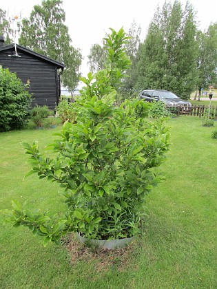                                  
2017-06-22 Magnolia  
Granudden  
Färjestaden  
Öland