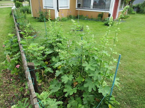                                  
2017-06-22 Stockrosor  
Granudden  
Färjestaden  
Öland