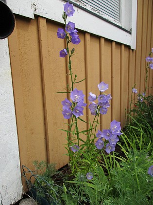                                  
2017-06-22 Storklocka  
Granudden  
Färjestaden  
Öland