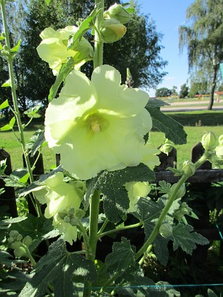 Stockros  
Gul Stockros är fint.                                 
2017-07-10 Stockros 1  
Granudden  
Färjestaden  
Öland