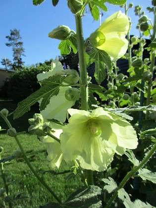 Stockros  
                                 
2017-07-10 Stockros 2  
Granudden  
Färjestaden  
Öland