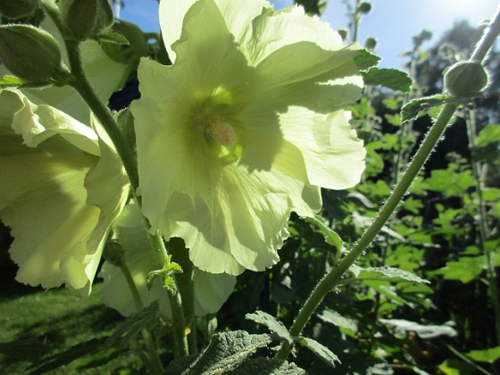 Stockros  
                                 
2017-07-10 Stockros 3  
Granudden  
Färjestaden  
Öland