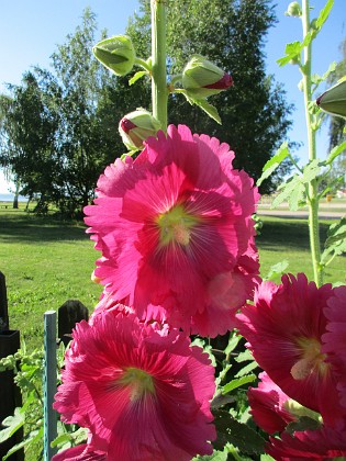 Stockros  
Vackra färger!                                 
2017-07-10 Stockros 6  
Granudden  
Färjestaden  
Öland