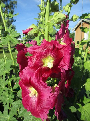 Stockros  
                                 
2017-07-10 Stockros 8  
Granudden  
Färjestaden  
Öland