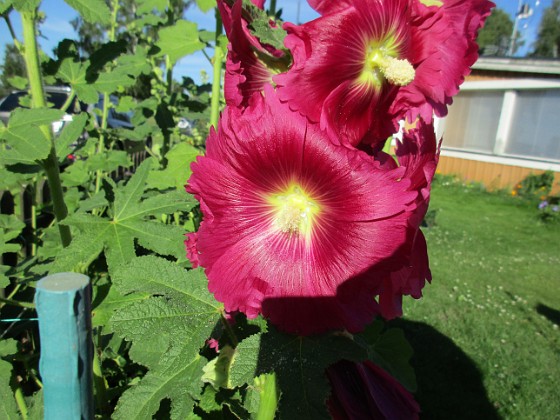 Stockros  
                                 
2017-07-10 Stockros 9  
Granudden  
Färjestaden  
Öland