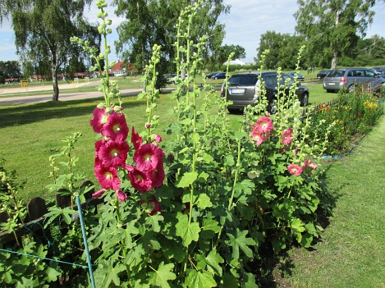 Stockros  
                                 
2017-07-11 Stockros 1  
Granudden  
Färjestaden  
Öland