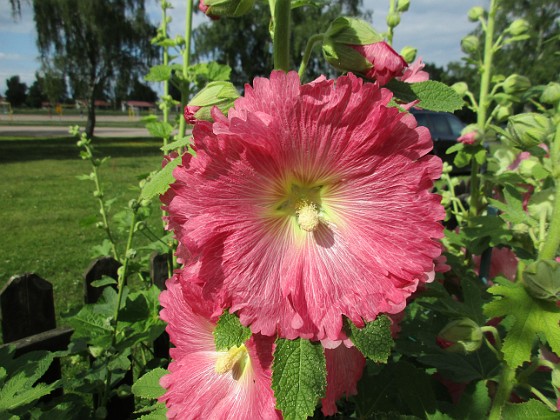 Stockros {  } 