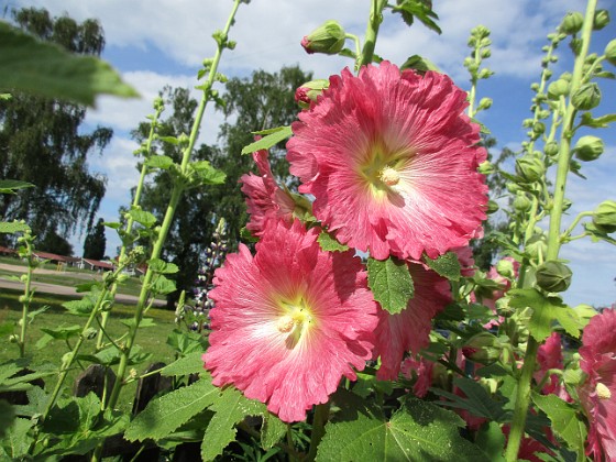                                  
2017-07-11 Stockros 14  
Granudden  
Färjestaden  
Öland